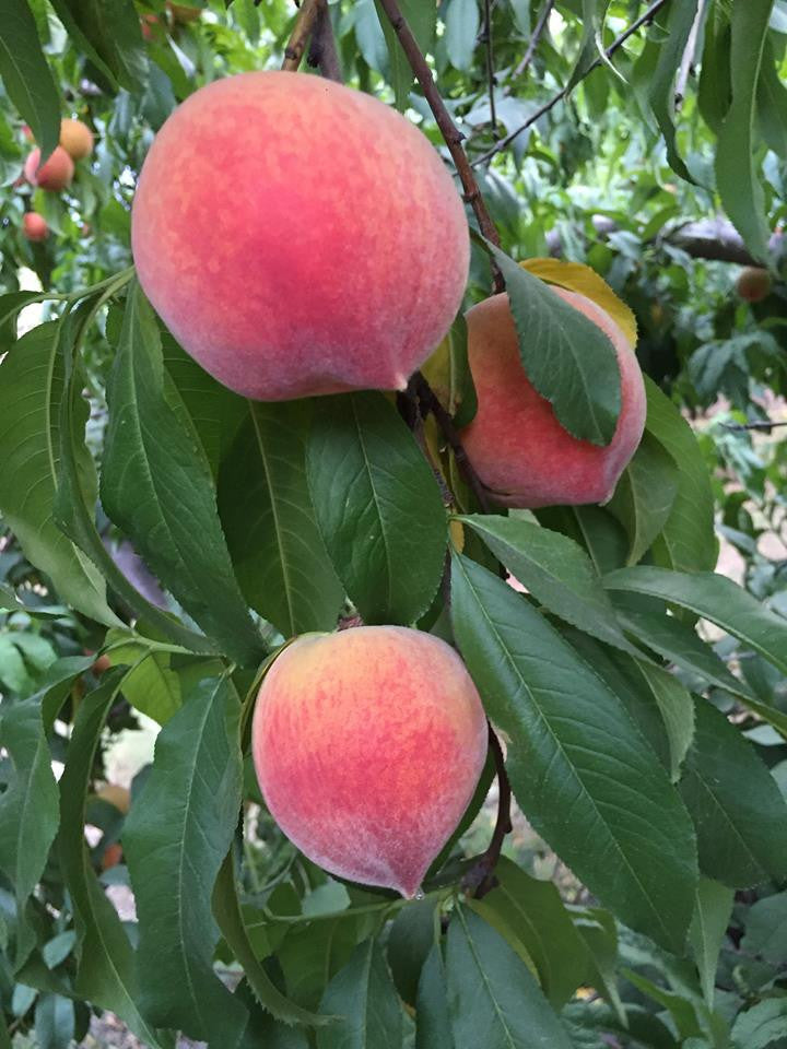 Organic Peaches - - gluten free foods Pakistan Lahore Islamabad Karachi Amna's Naturals & Organics