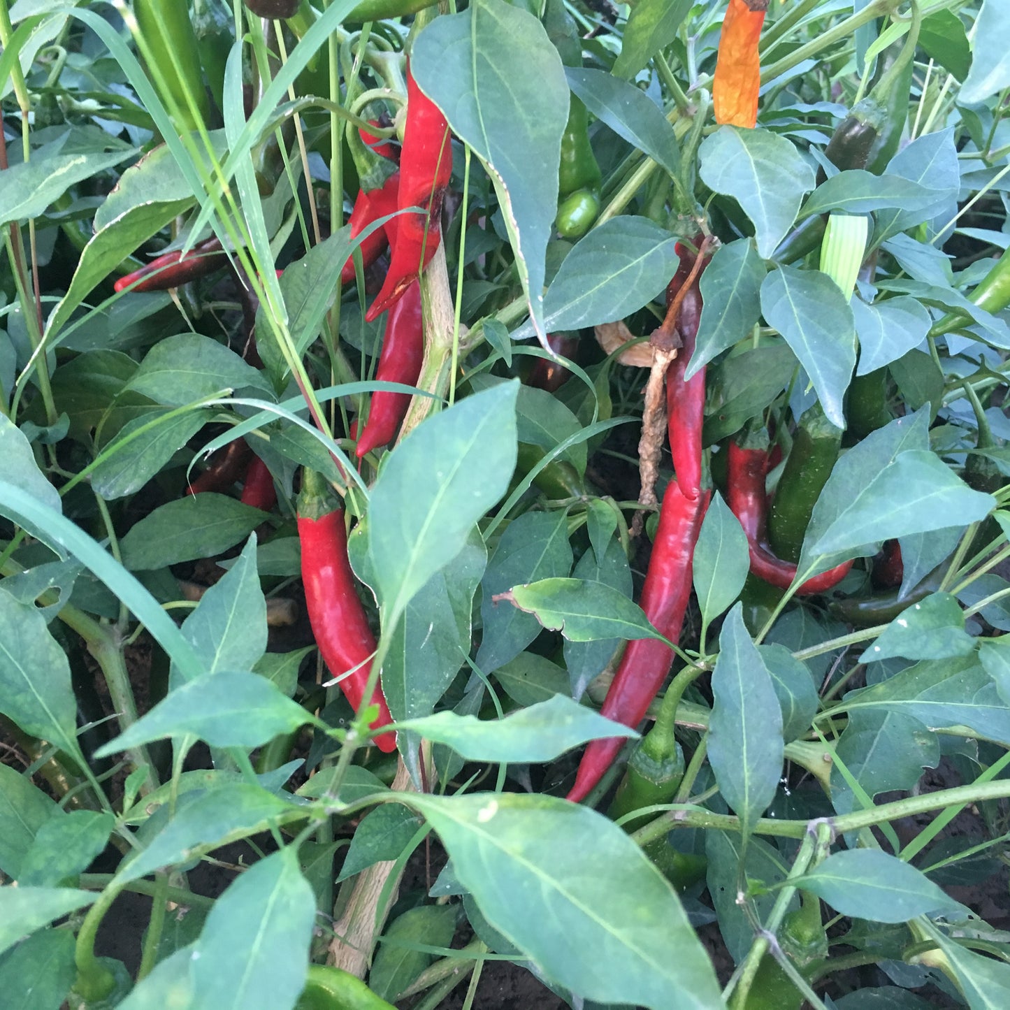 Organic Red Chillies