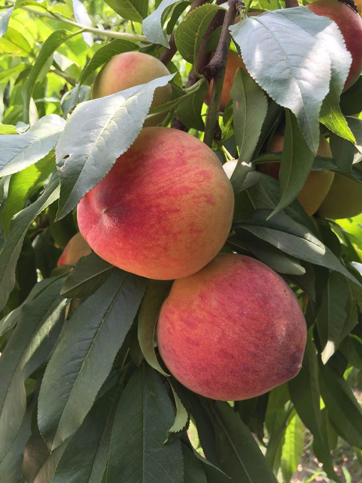 Organic Peaches - - gluten free foods Pakistan Lahore Islamabad Karachi Amna's Naturals & Organics