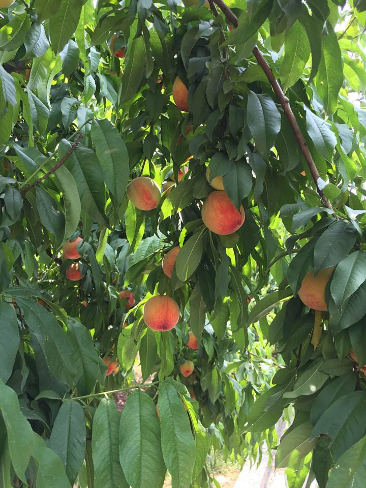 Organic Peaches - - gluten free foods Pakistan Lahore Islamabad Karachi Amna's Naturals & Organics