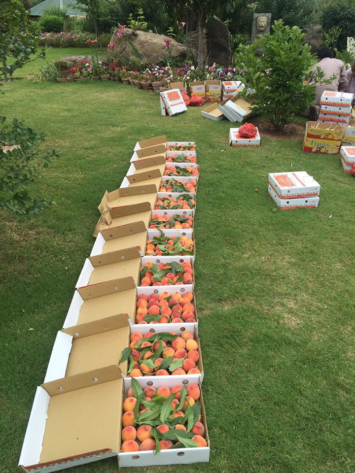 Organic Peaches - - gluten free foods Pakistan Lahore Islamabad Karachi Amna's Naturals & Organics